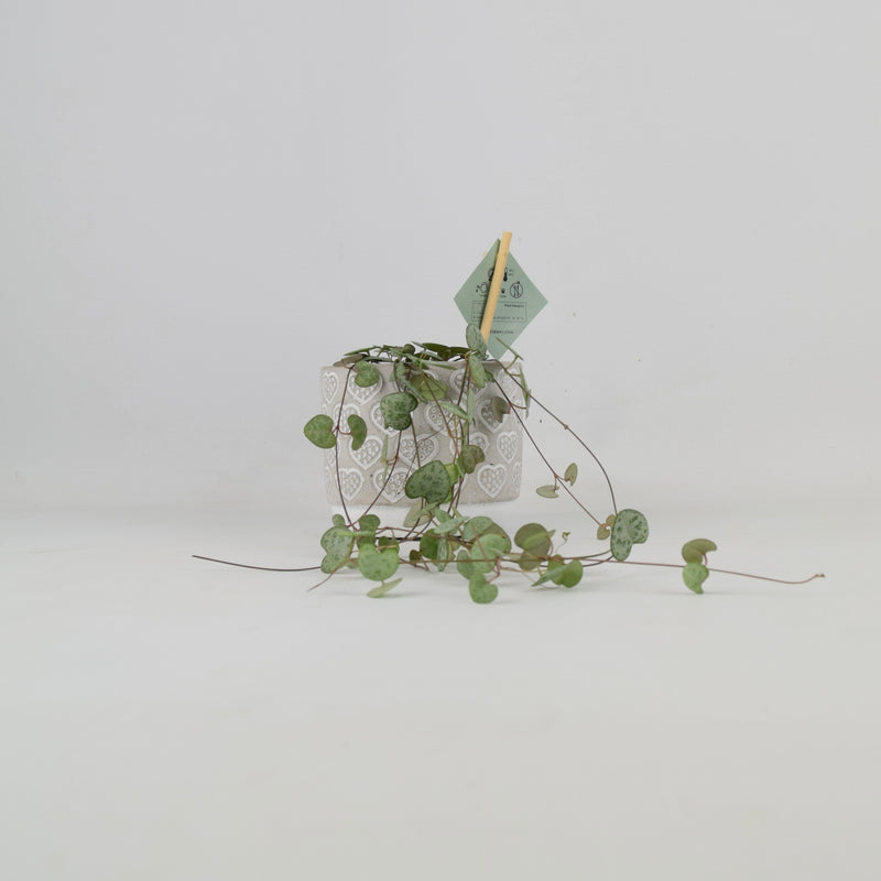 String Of Hearts 8.5cm Pot