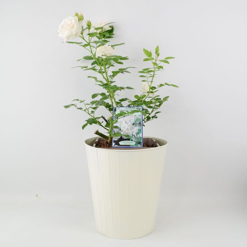 Rose Special Child Bush 5.5L