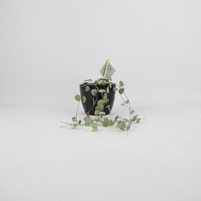 String Of Hearts 8.5cm Pot