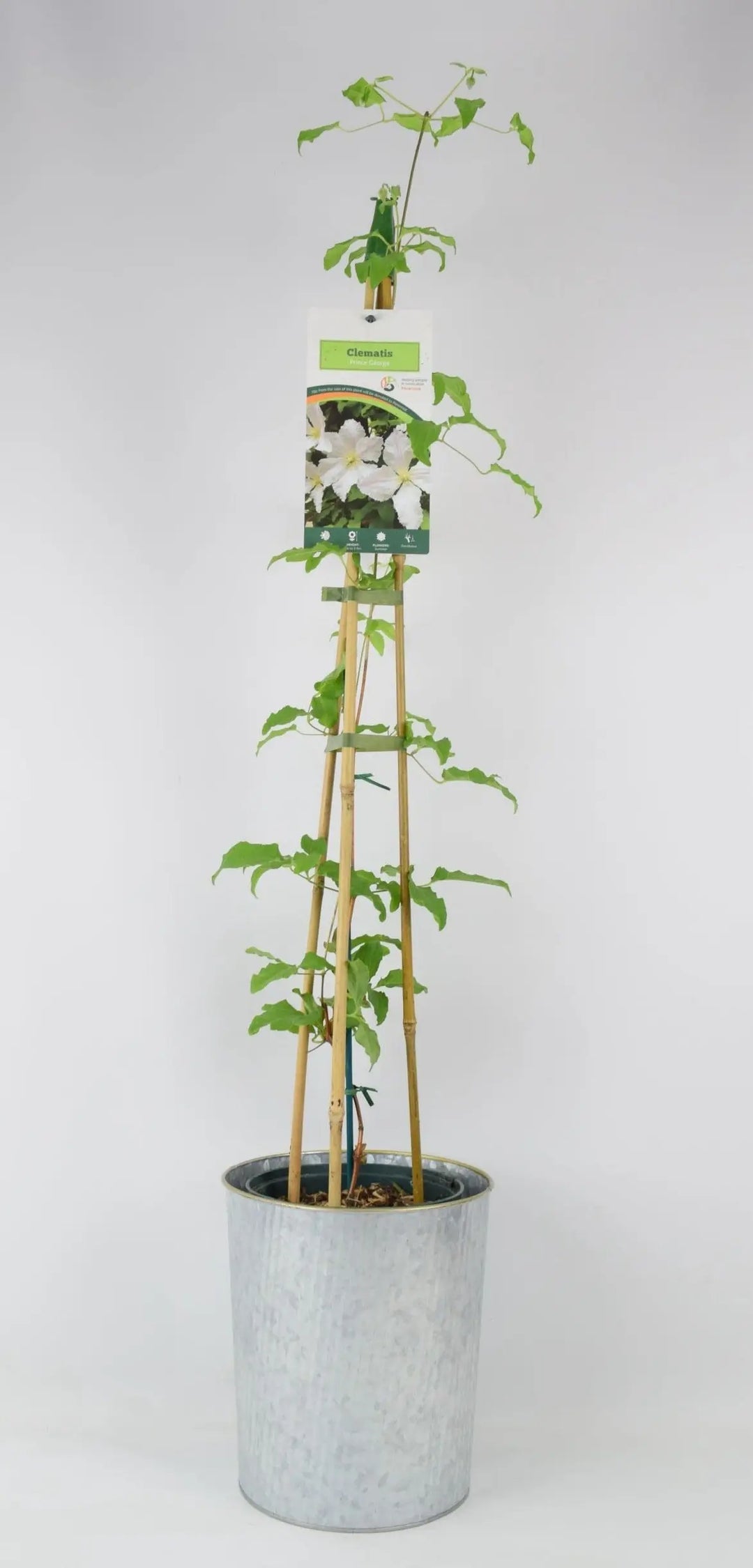 Clematis Prince George 3L pot