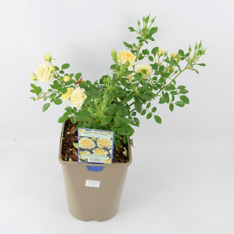 Rose Happy Birthday 5.5L