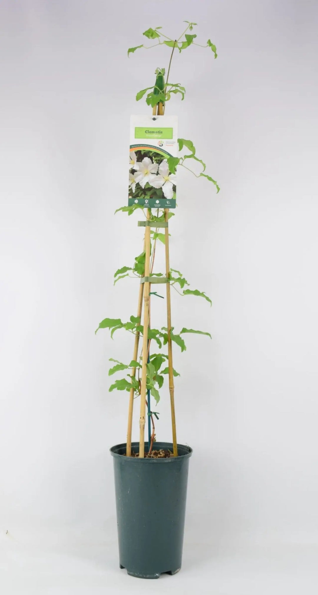 Clematis Prince George 3L pot