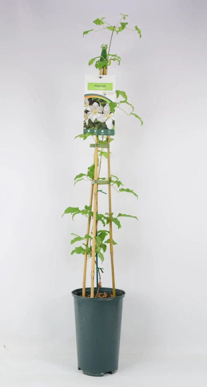 Clematis Prince George 3L pot