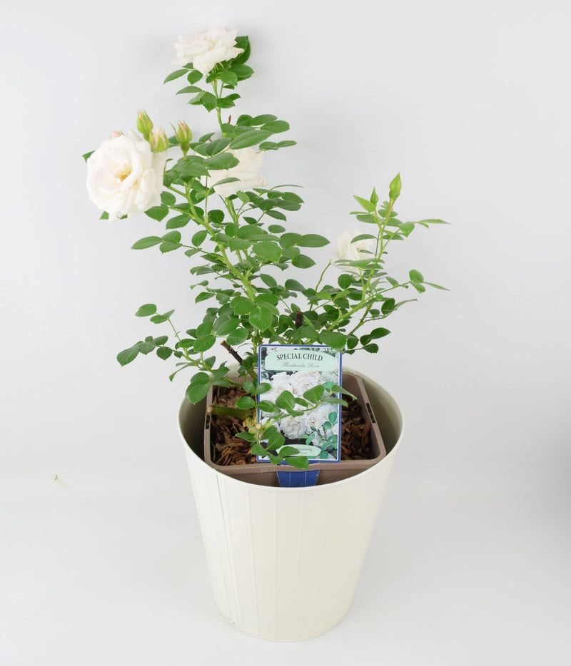 Rose Special Child Bush 5.5L