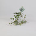 String Of Hearts 8.5cm Pot