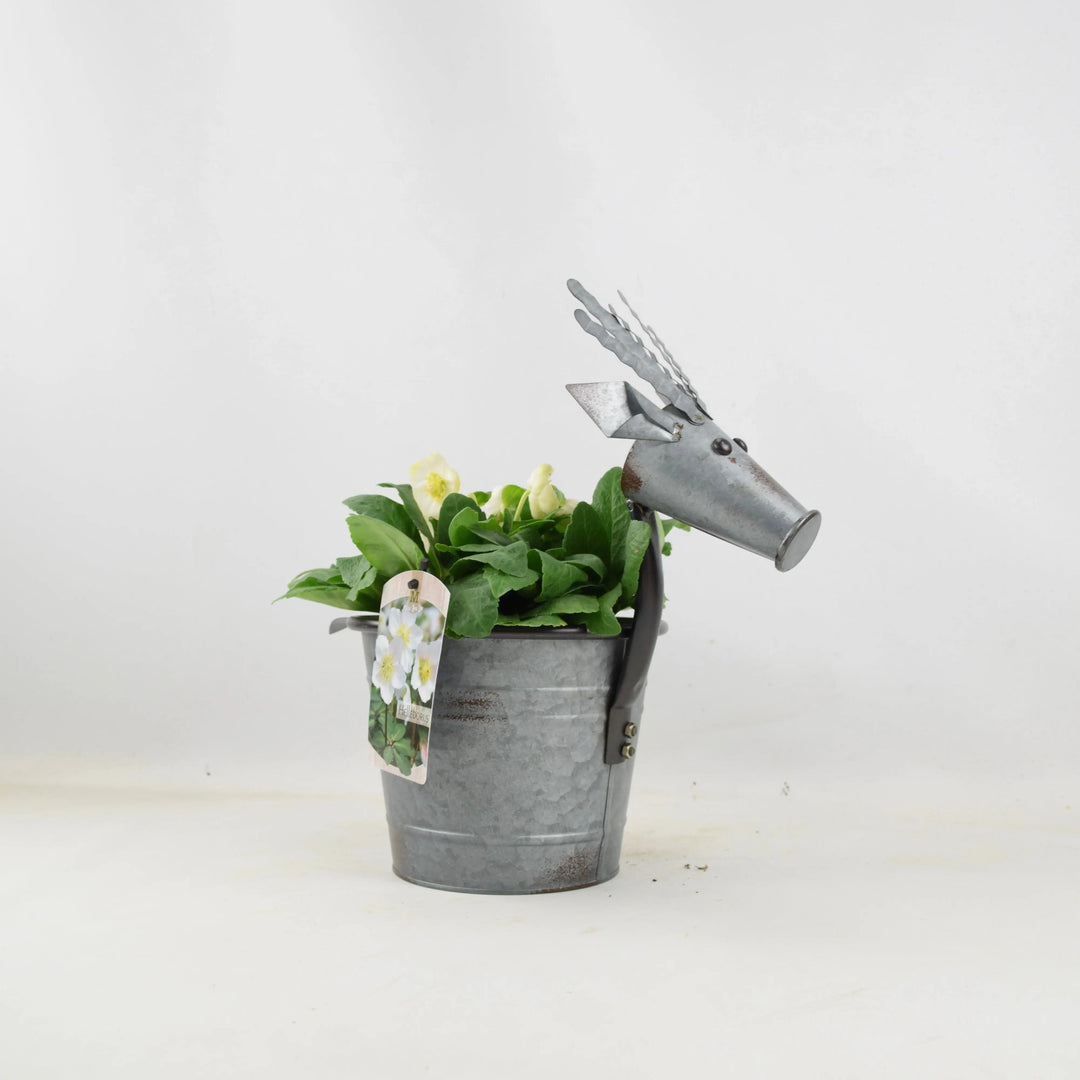 Metal Reindeer With Hellebore Plants By Post