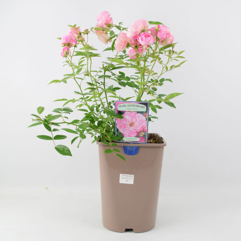 Rose Pearl Anniversary Bush 5.5L