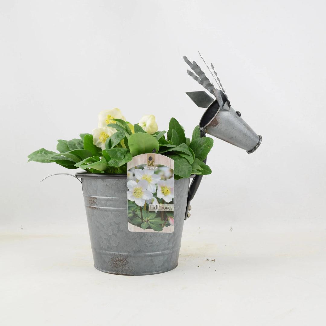 Metal Reindeer With Hellebore Plants By Post