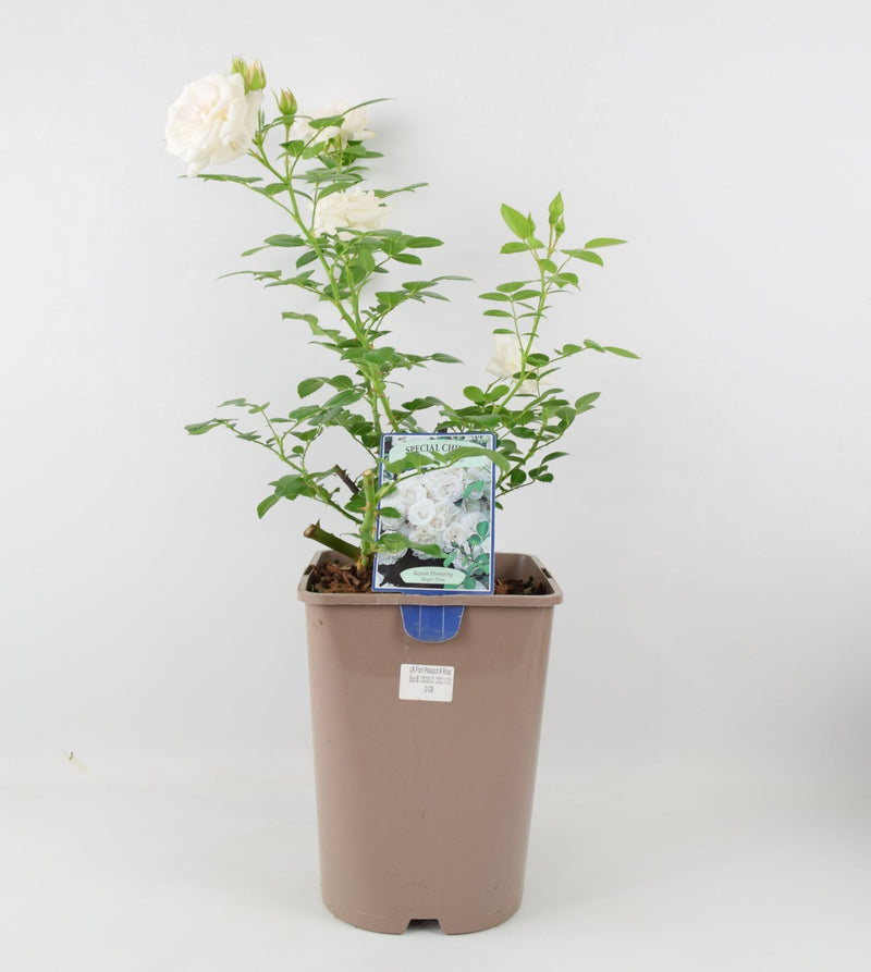 Rose Special Child Bush 5.5L