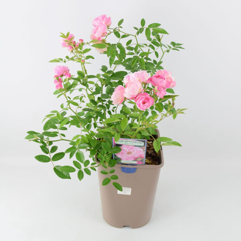 Rose Pearl Anniversary Bush 5.5L