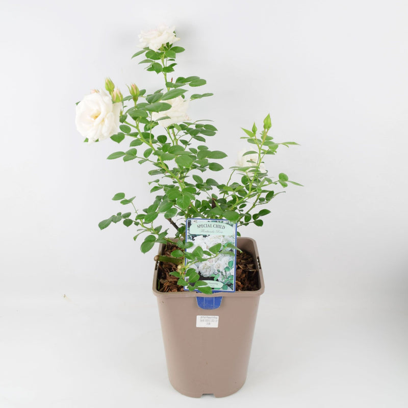 Rose Special Child Bush 5.5L