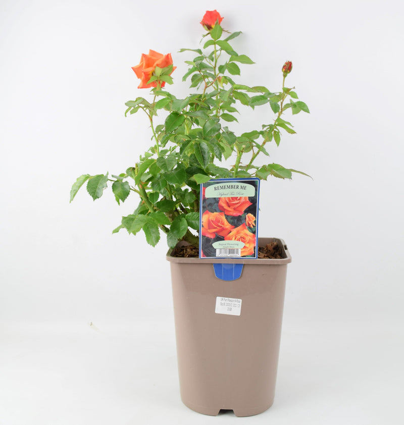 Rose Remember Me Bush 5.5L