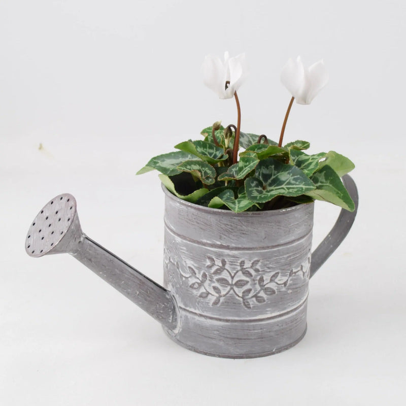 Cyclamen White in Watering Can