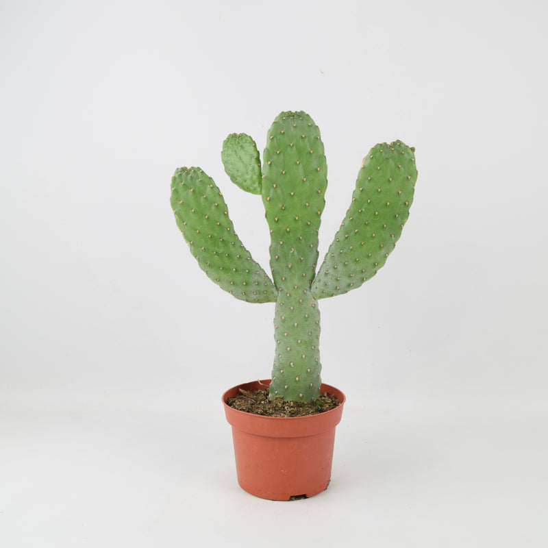 Cactus Consolea Rubescens 12cm