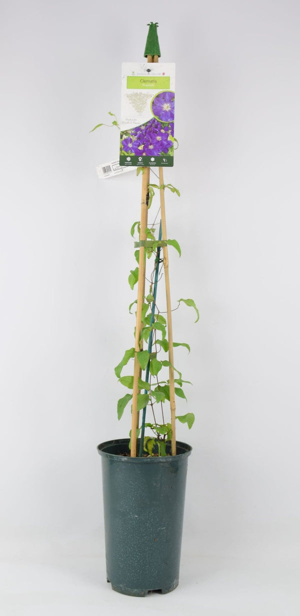 Shop & Send Plants By Post