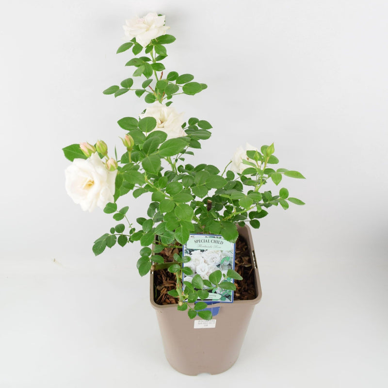 Rose Special Child Bush 5.5L