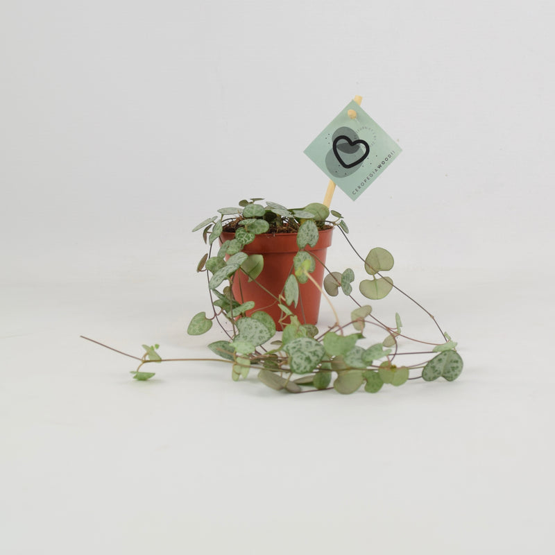 String Of Hearts 8.5cm Pot