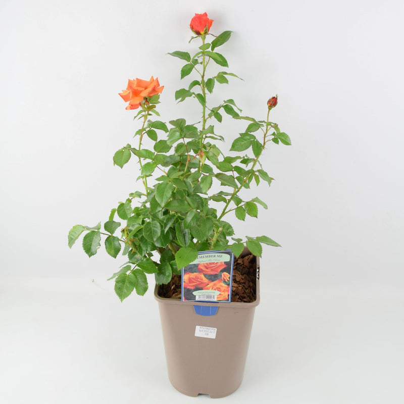 Rose Remember Me Bush 5.5L