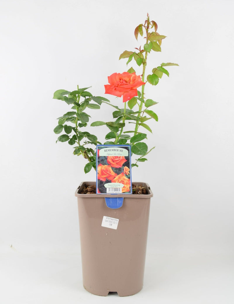 Rose Remember Me Bush 5.5L