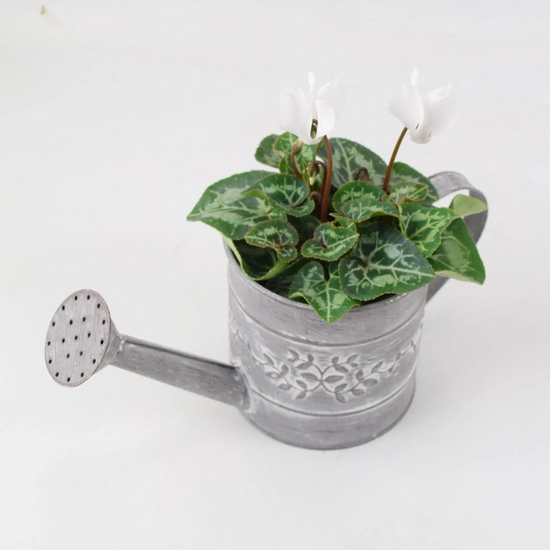 Cyclamen White in Watering Can