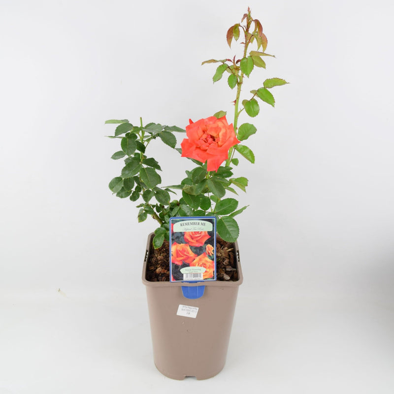 Rose Remember Me Bush 5.5L