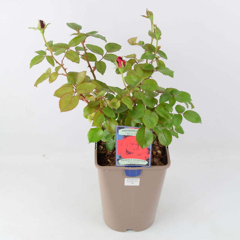 Rose Thinking of You 5.5 Litre Pot