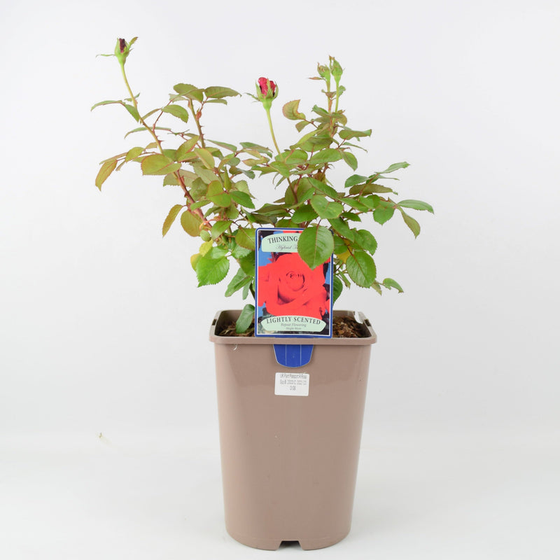 Rose Thinking of You 5.5 Litre Pot