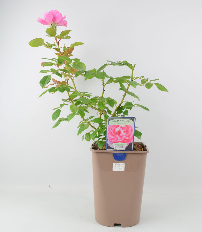 Rose Mum in a Million 5.5L Pot