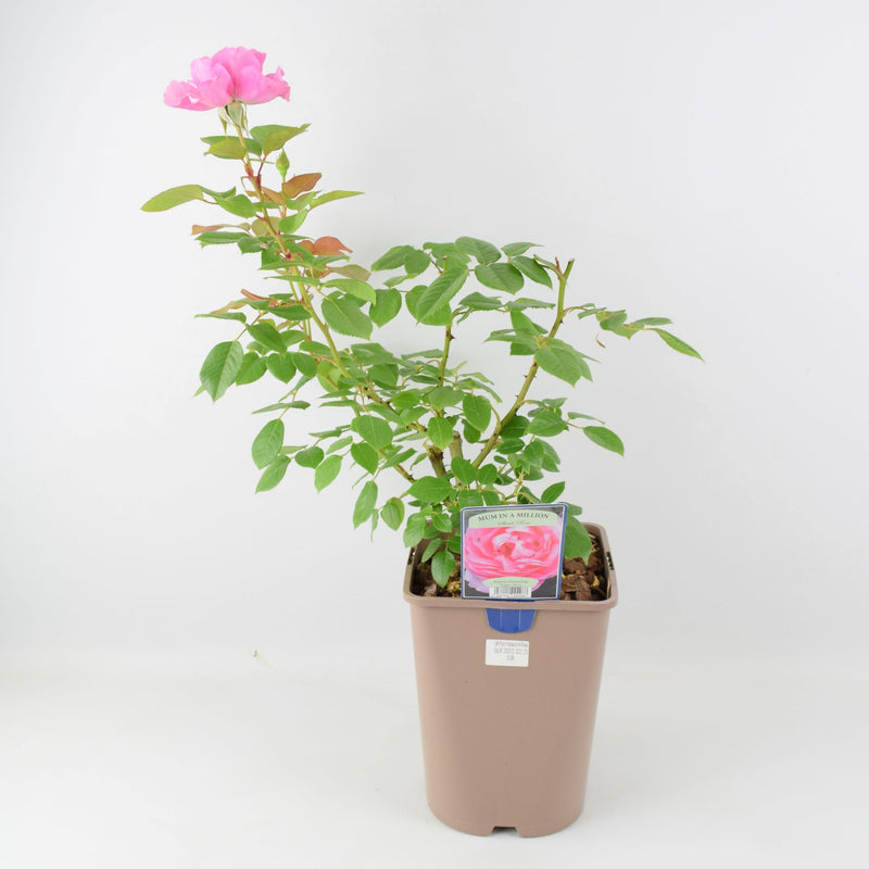 Rose Mum in a Million 5.5L Pot