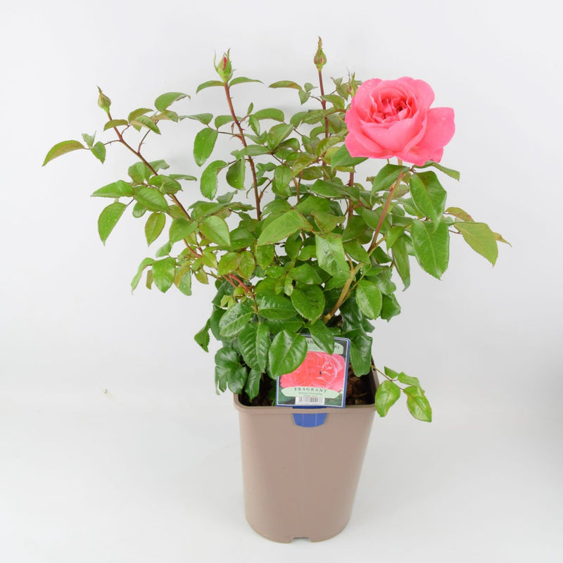 Rose Special Anniversary Bush 5.5L