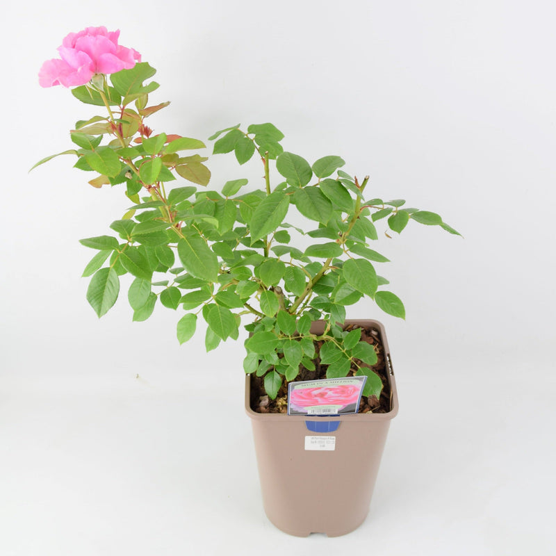 Rose Mum in a Million 5.5L Pot