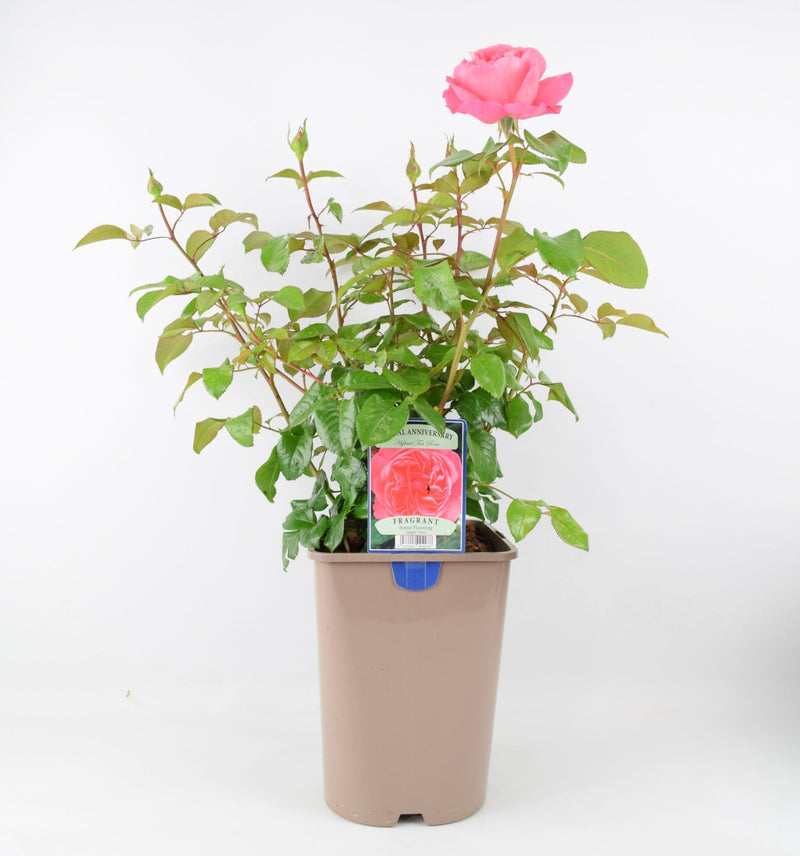 Rose Special Anniversary Bush 5.5L