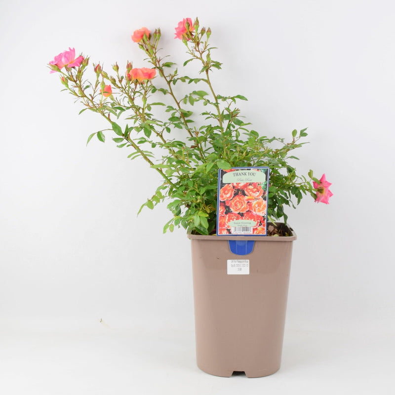 Rose Thank You 5.5L