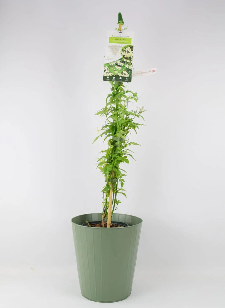 Jasminum officinale Clotted Cream 3L Pot