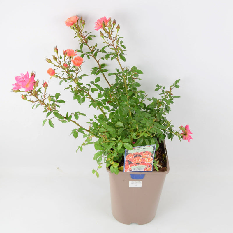 Rose Thank You 5.5L