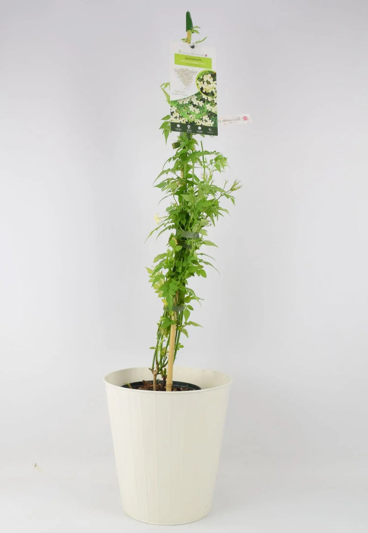 Jasminum officinale Clotted Cream 3L Pot