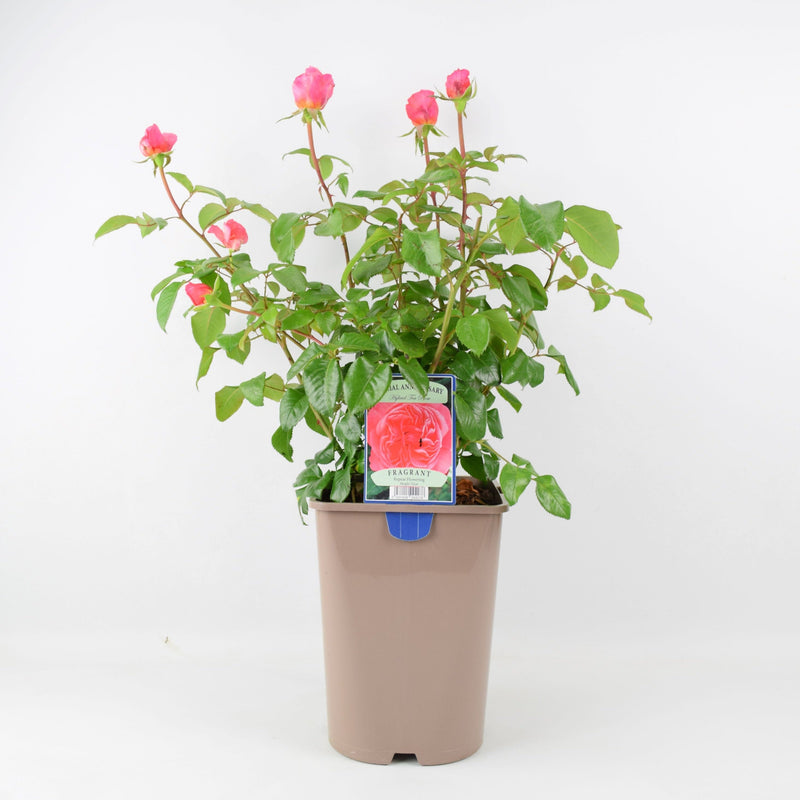 Rose Special Anniversary Bush 5.5L