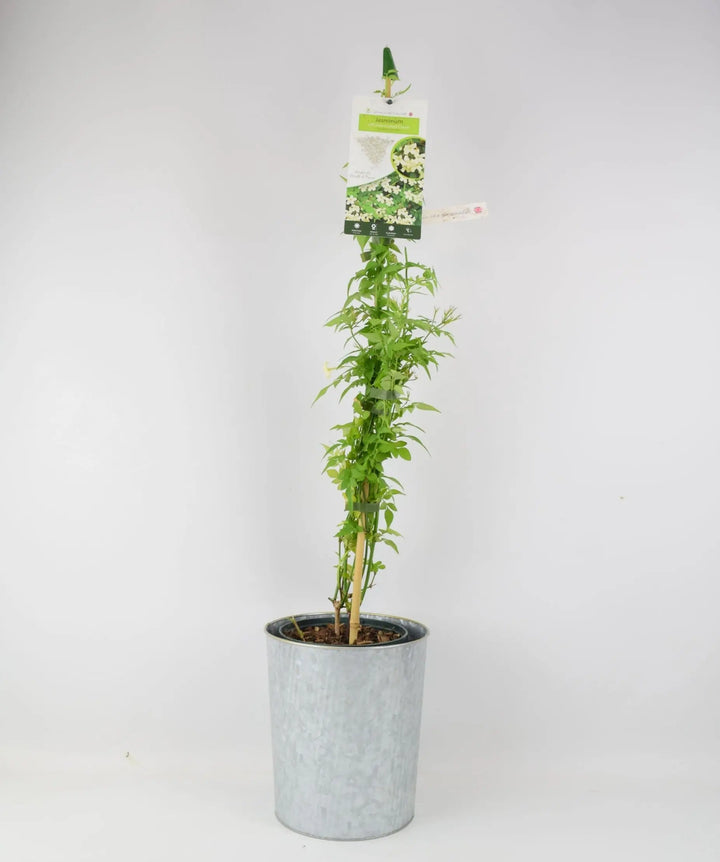 Jasminum officinale Clotted Cream 3L Pot