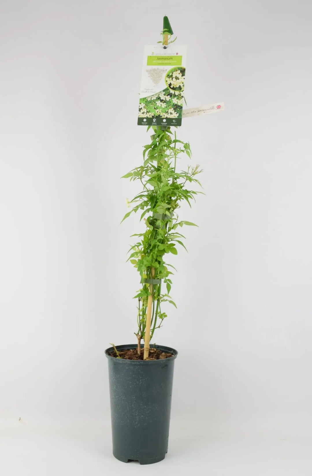 Jasminum officinale Clotted Cream 3L Pot
