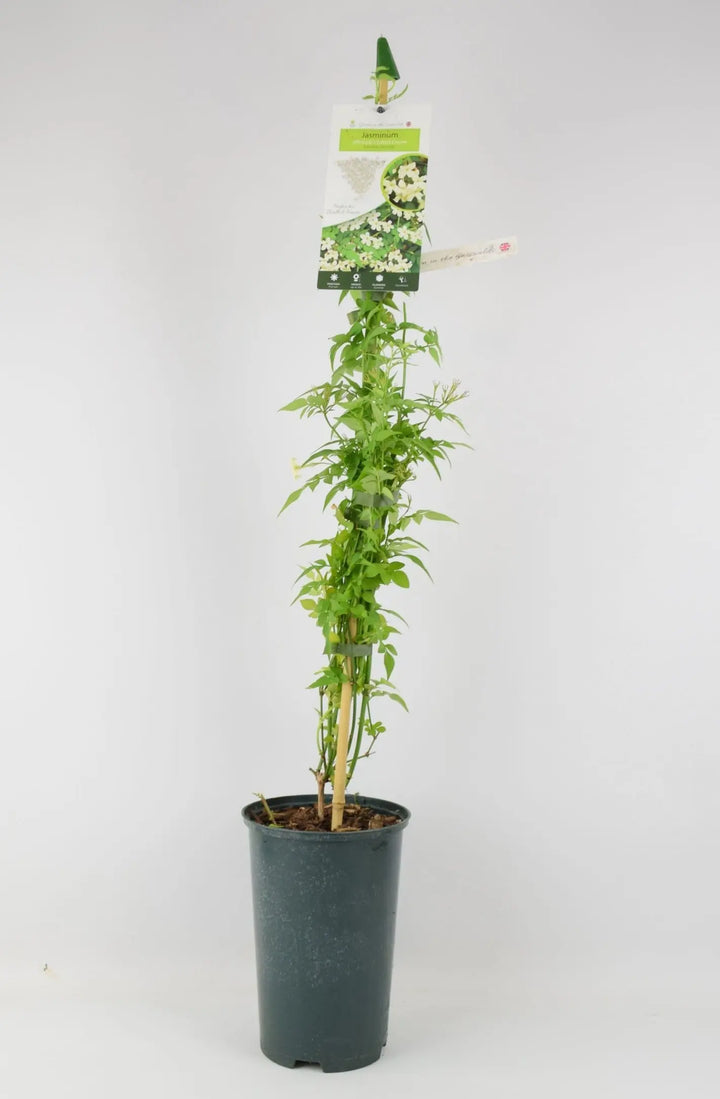 Jasminum officinale Clotted Cream 3L Pot