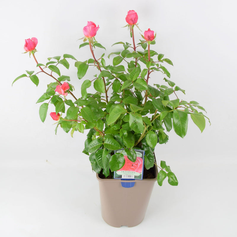 Rose Special Anniversary Bush 5.5L