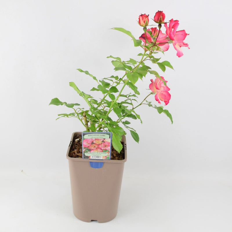 Rose Birthday Girl 5.5 Litre Pot