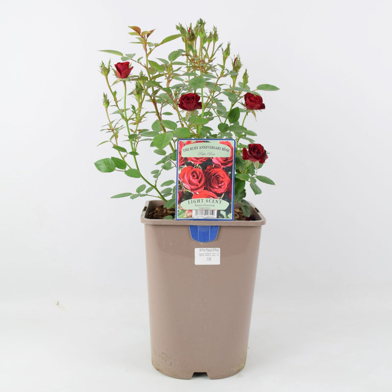 Rose The Ruby Anniversary 5.5 Litre Pot