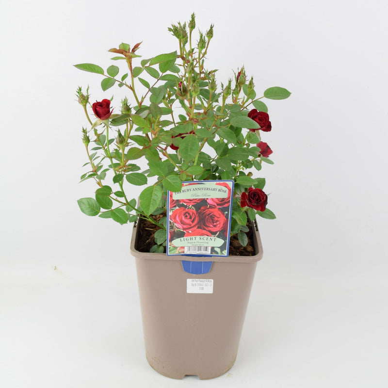 Rose The Ruby Anniversary 5.5 Litre Pot