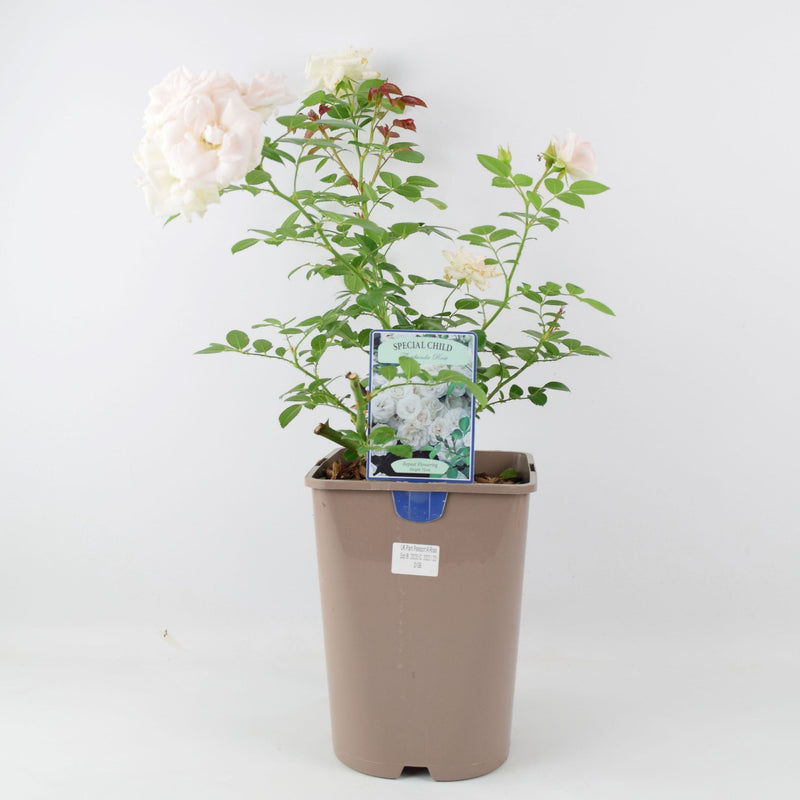 Rose Special Child Bush 5.5L