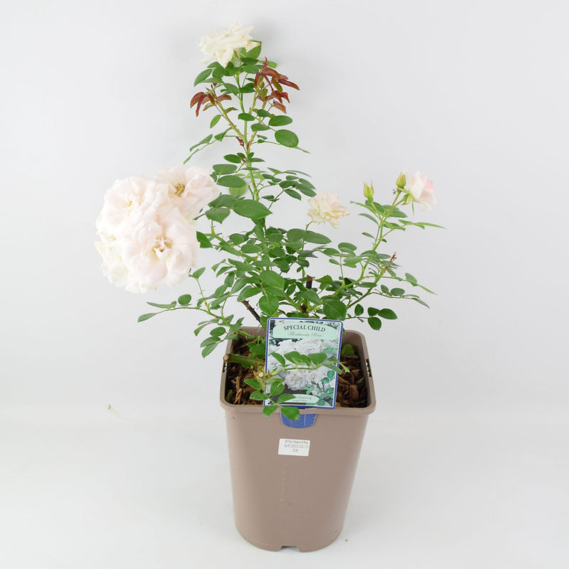 Rose Special Child Bush 5.5L