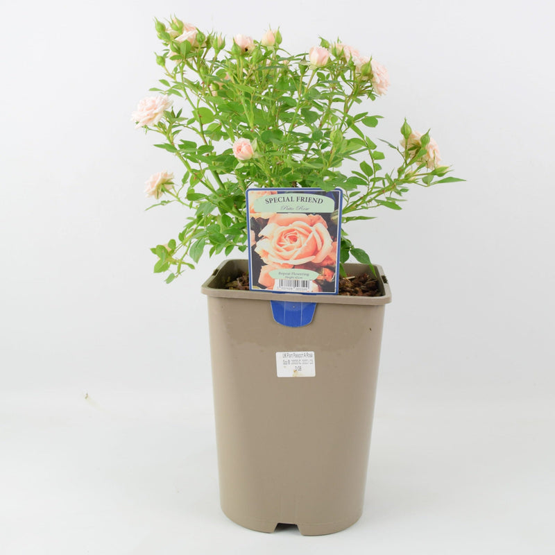 Rose Special Friend Bush 5.5L