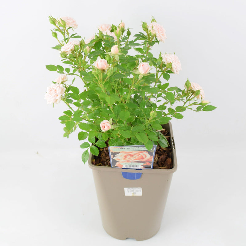 Rose Special Friend Bush 5.5L