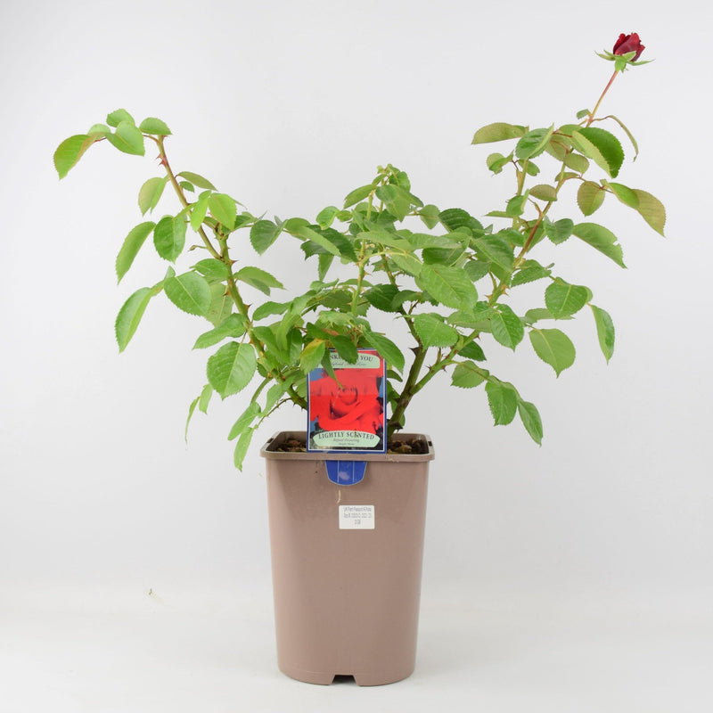 Rose Thinking of You 5.5 Litre Pot