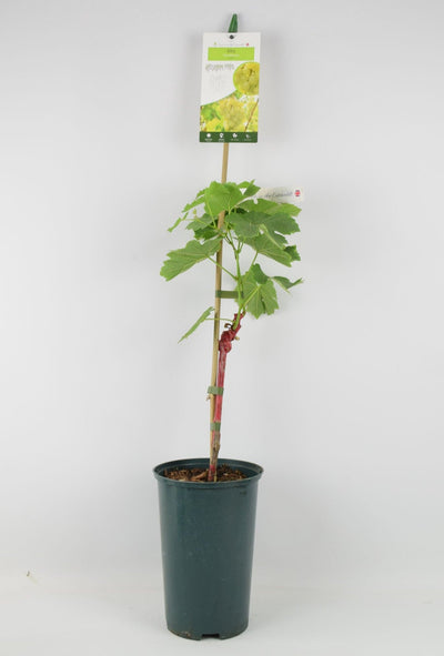 Vitis Vine Chardonnay 3L pot